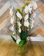 Load image into Gallery viewer, Orchids
